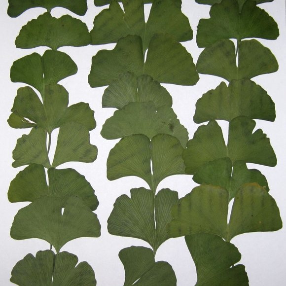 50 PCS Ginkgo Biloba Pressed Craft Leaves - Picture 3 of 5